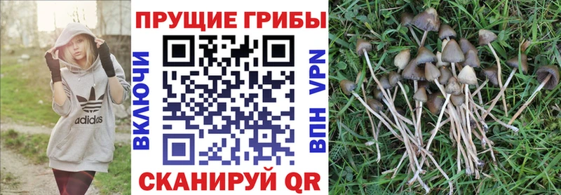 блэк спрут ONION  продажа наркотиков  Няндома  Псилоцибиновые грибы GOLDEN TEACHER 